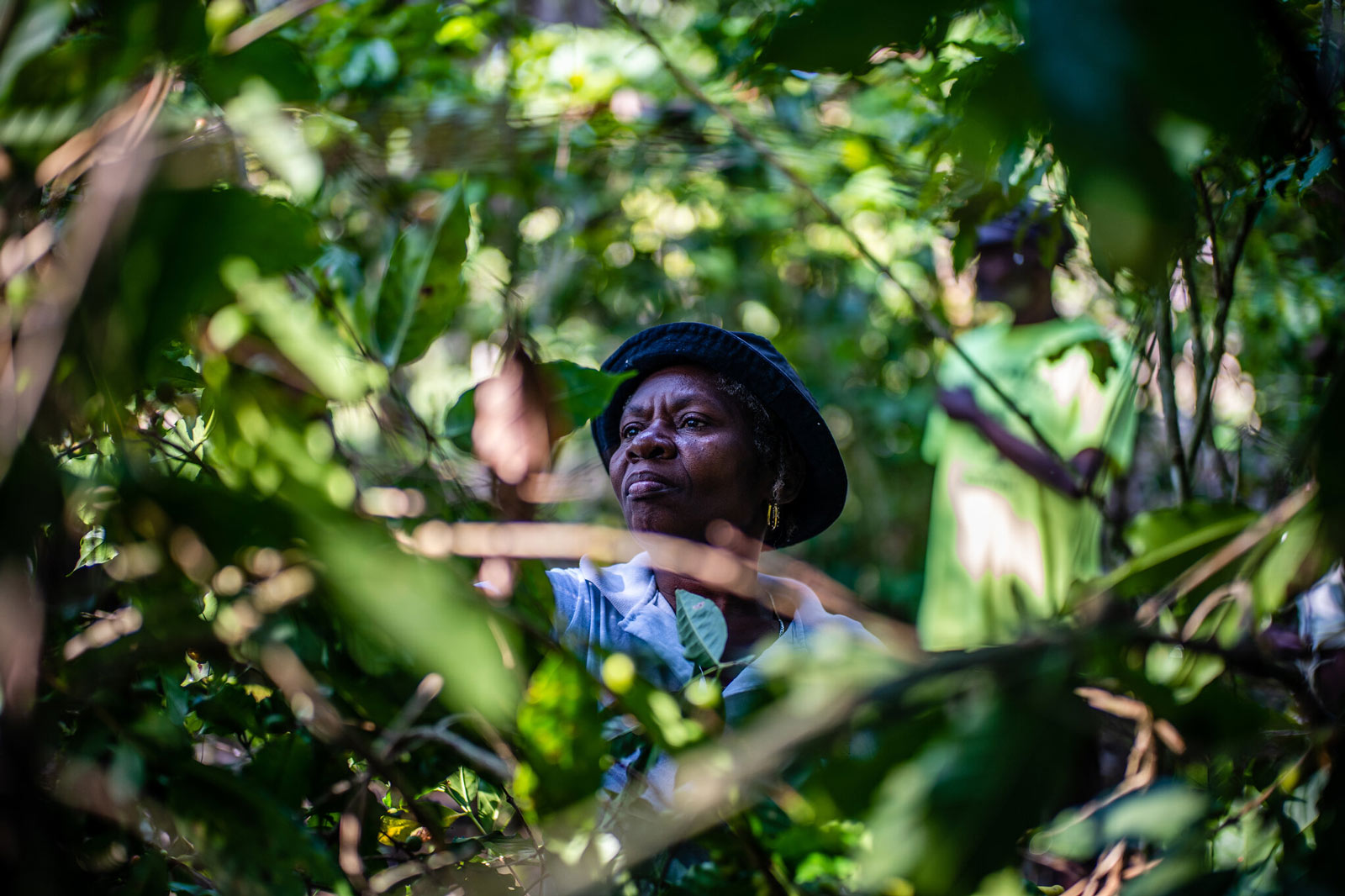 Ms. Present harvesting her coffee beans. 