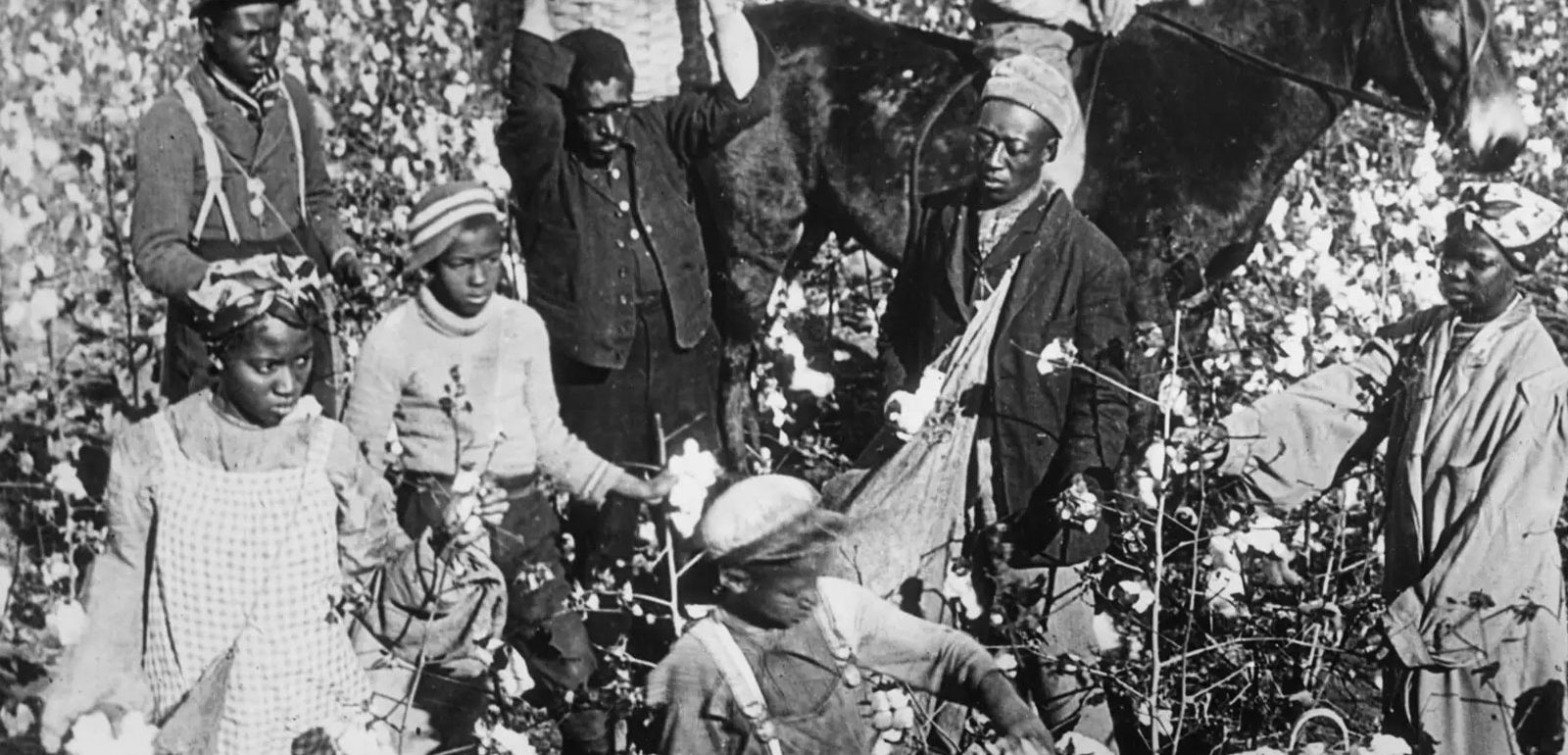 picking cotton